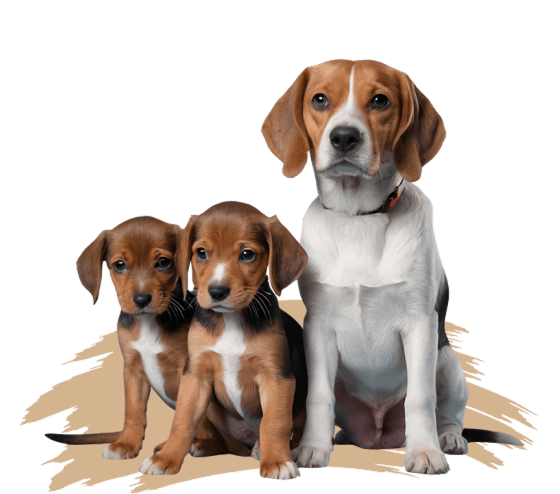 Fundación Pa' Perros